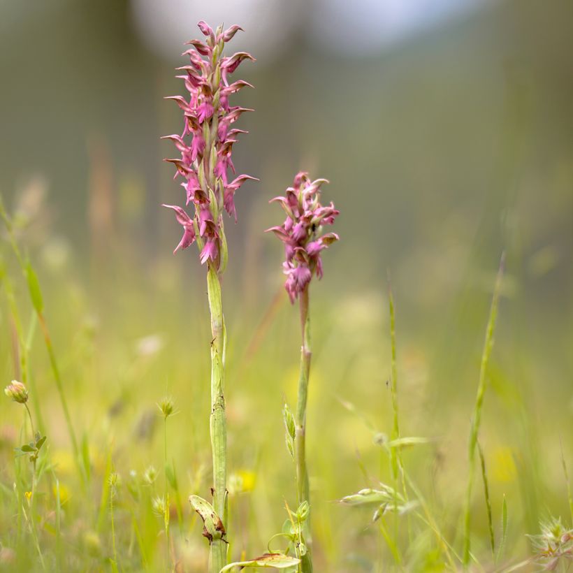 Anacamptis sancta, Orchis sacré - Orchidée vivace (Plant habit)