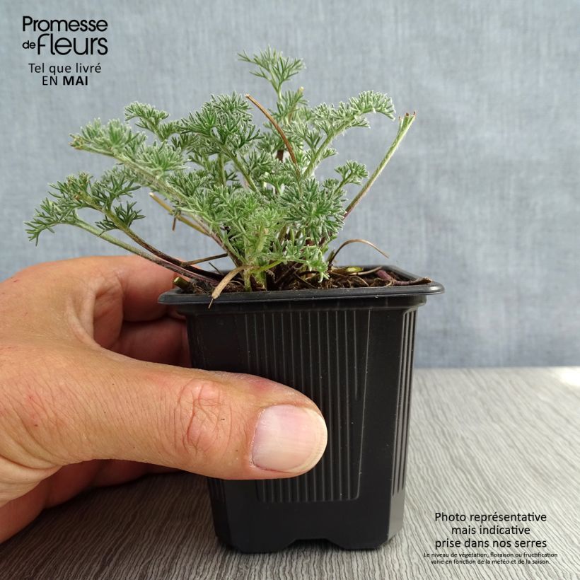 Spécimen de Anacyclus pyrethrum var depressus - Pyrèthre d'Afrique Godet de 8/9 cm tel que livré au printemps