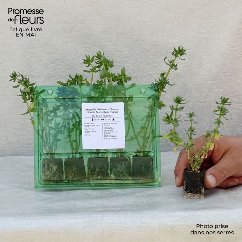 Spécimen de Anagallis Skylover - Mouron bleu de Monel Mini mottes Mini-motte Ø 3/4 cm tel que livré au printemps