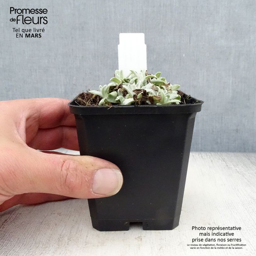 Example of Anaphalis margaritacea Neuschnee - Immortelle d'argent Godet de 8/9 cm as you get in printemps