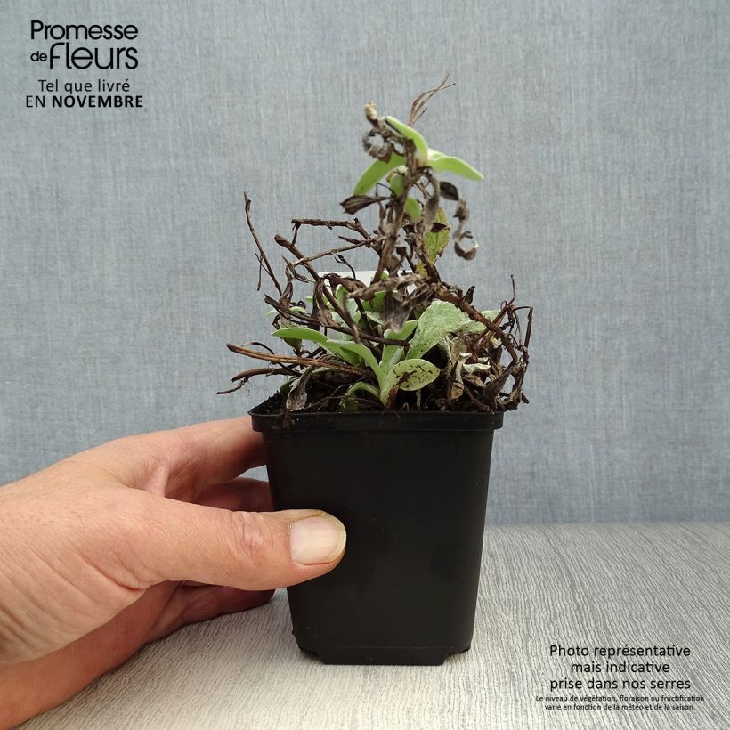 Spécimen de Anaphalis triplinervis - Immortelle de l'Himalaya Godet de 8/9 cm tel que livré en automne