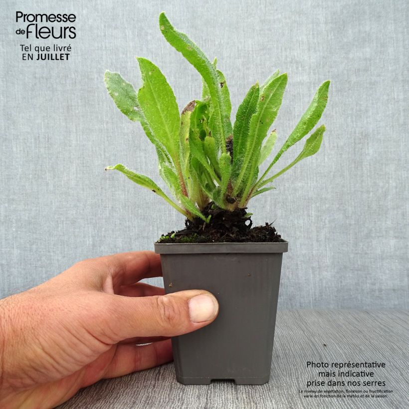Spécimen de Anchusa azurea Dropmore - Buglosse d'Italie Godet de 8/9 cm tel que livré en été