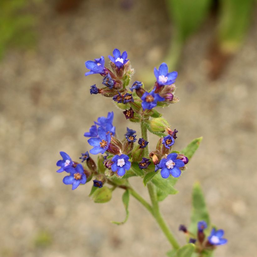 Anchusa azurea Loddon Royalist - Buglosse d'Italie (Flowering)