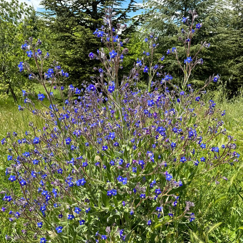 Anchusa azurea Feltham Pride - Buglosse d'Italie (Port)