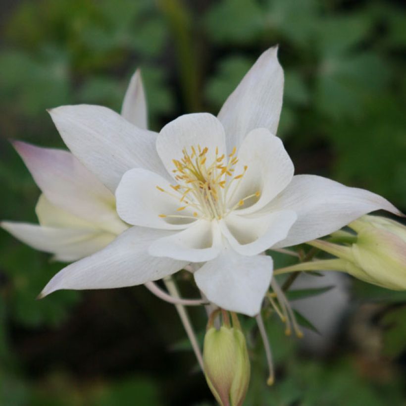 Ancolie blanche, Aquilegia caerulea Snow queen (Flowering)