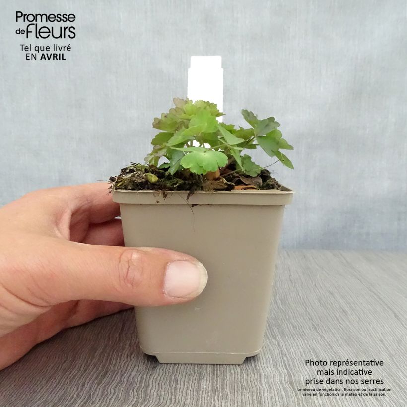 Spécimen de Ancolie, Aquilegia atrata Godet de 8/9 cm tel que livré au printemps
