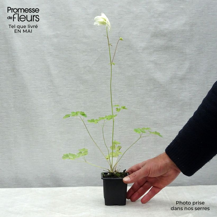 Spécimen de Ancolie, Aquilegia caerulea Kristall Godet de 8/9 cm tel que livré au printemps