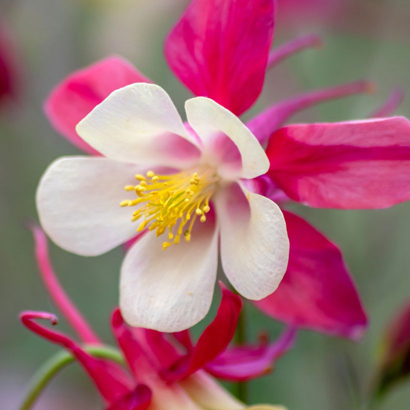 Ancolie - Aquilegia caerulea Rose Queen (Flowering)