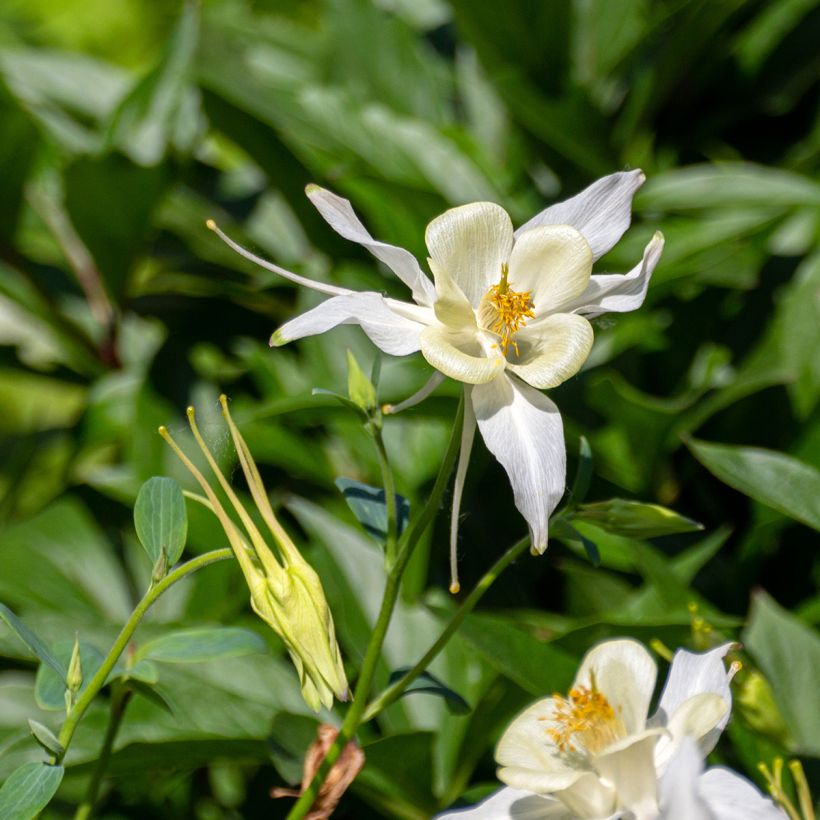 Ancolie, Aquilegia fragrans (Flowering)