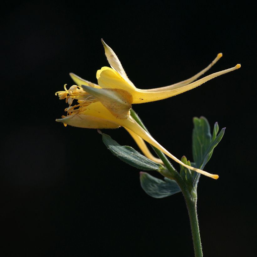 Ancolie, Aquilegia longissima (Flowering)