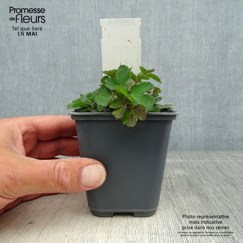 Spécimen de Ancolie, Aquilegia sibirica Godet de 8/9 cm tel que livré au printemps