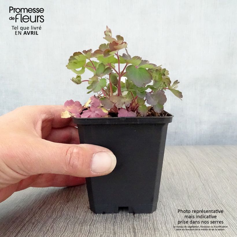 Example of Ancolie - Aquilegia vulgaris Godet de 8/9 cm as you get in printemps