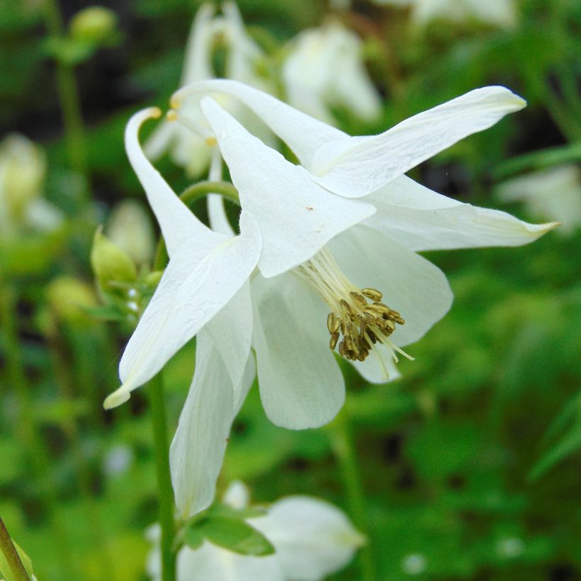 Ancolie - Aquilegia vulgaris Munstead White (Flowering)
