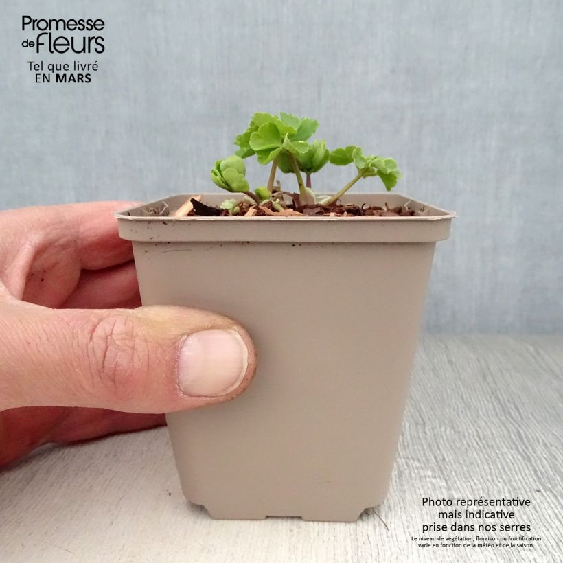 Example of Ancolie - Aquilegia vulgaris Munstead White Godet de 8/9 cm as you get in printemps