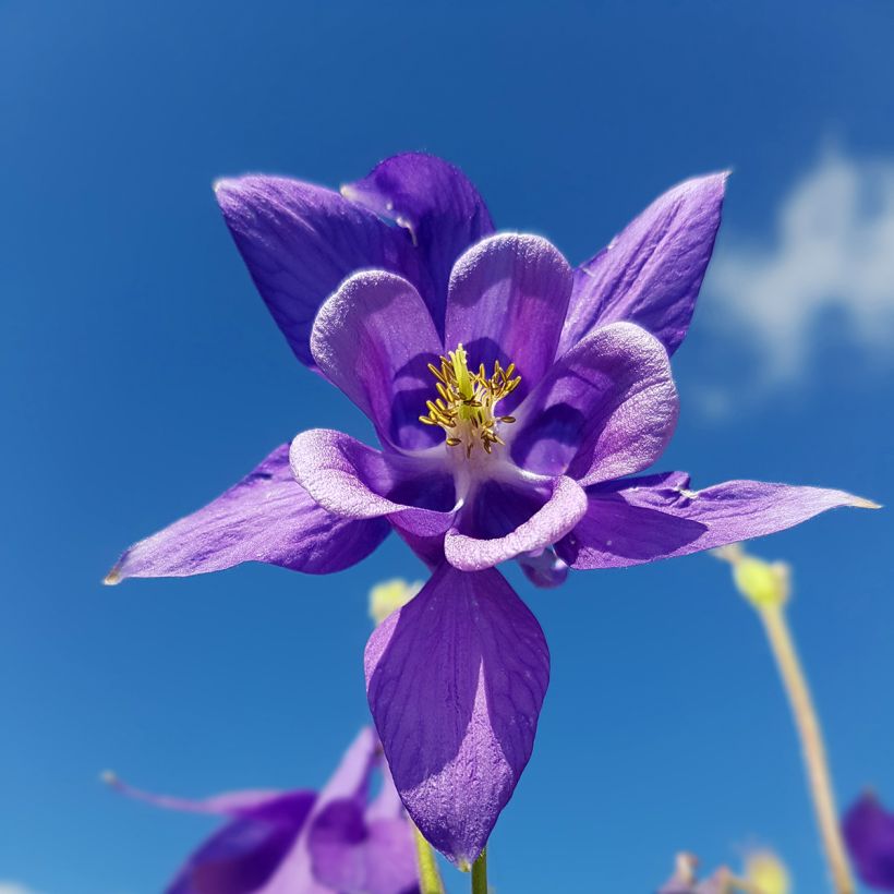 Ancolie - Aquilegia vulgaris (Flowering)