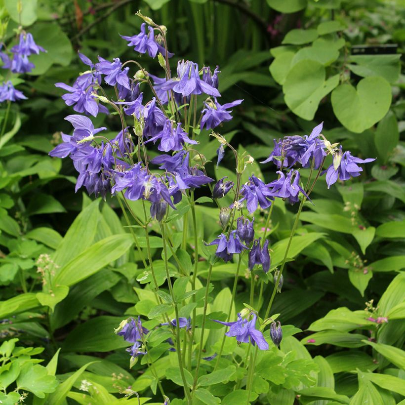 Ancolie - Aquilegia vulgaris (Plant habit)