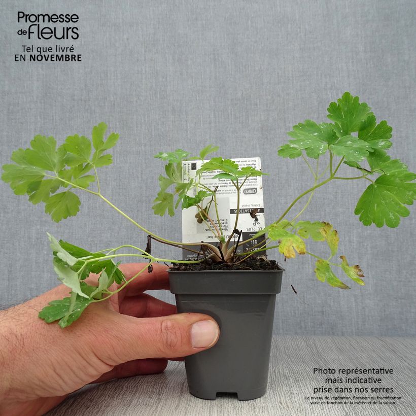 Spécimen de Ancolie Blue Star - Aquilegia (x) hybrida Godet de 7/8 cm tel que livré en automne