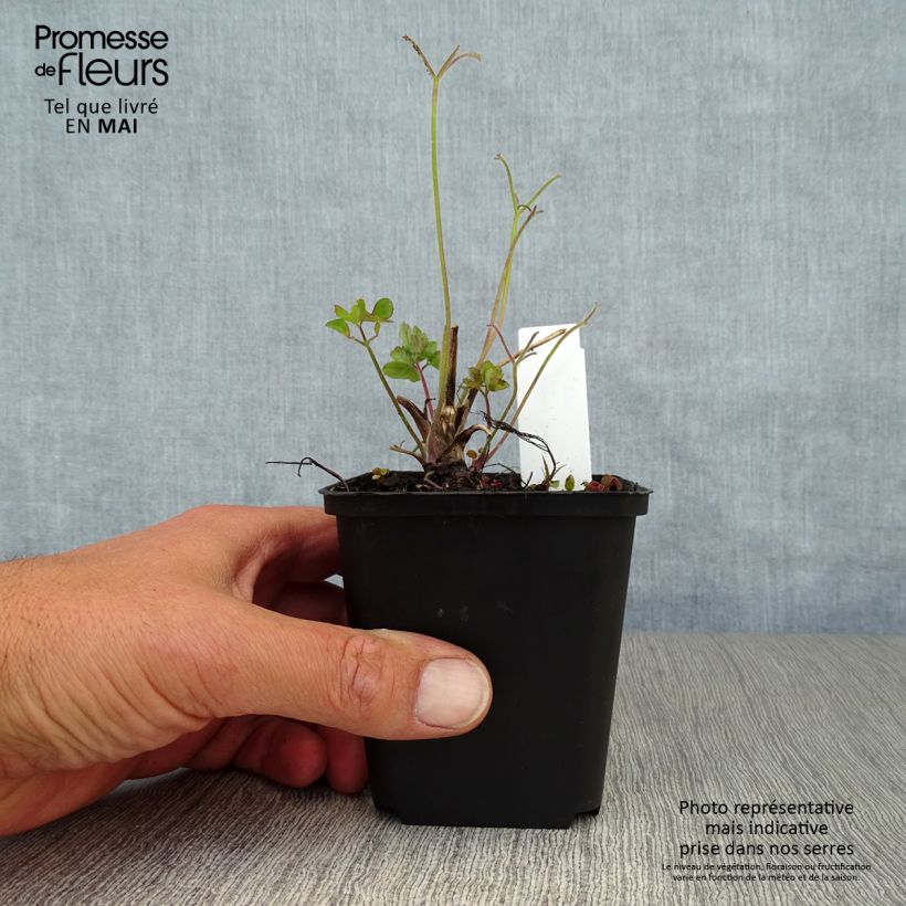 Example of Ancolie Blue Star - Aquilegia (x) hybrida Godet de 7/8 cm as you get in printemps