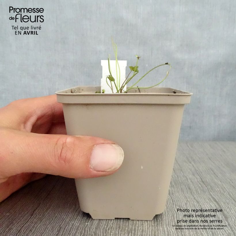 Spécimen de Ancolie Chocolate Soldier - Aquilegia viridiflora Godet de 8/9 cm tel que livré au printemps