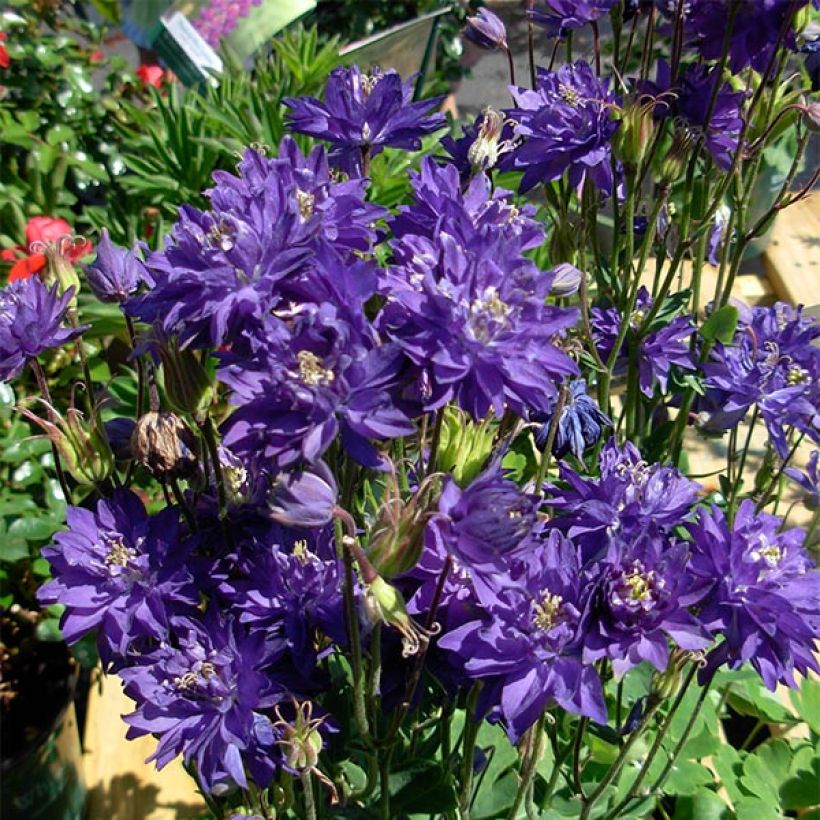 Ancolie Clementine Blue - Aquilegia vulgaris (Flowering)