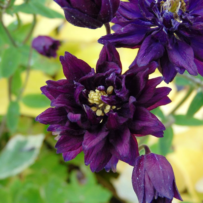Ancolie Clementine Dark Purple - Aquilegia vulgaris (Flowering)