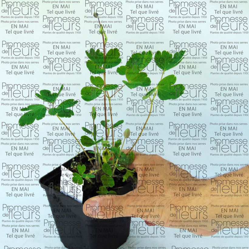 Example of Ancolie Clementine Dark Purple - Aquilegia vulgaris Godet de 8/9 cm as you get