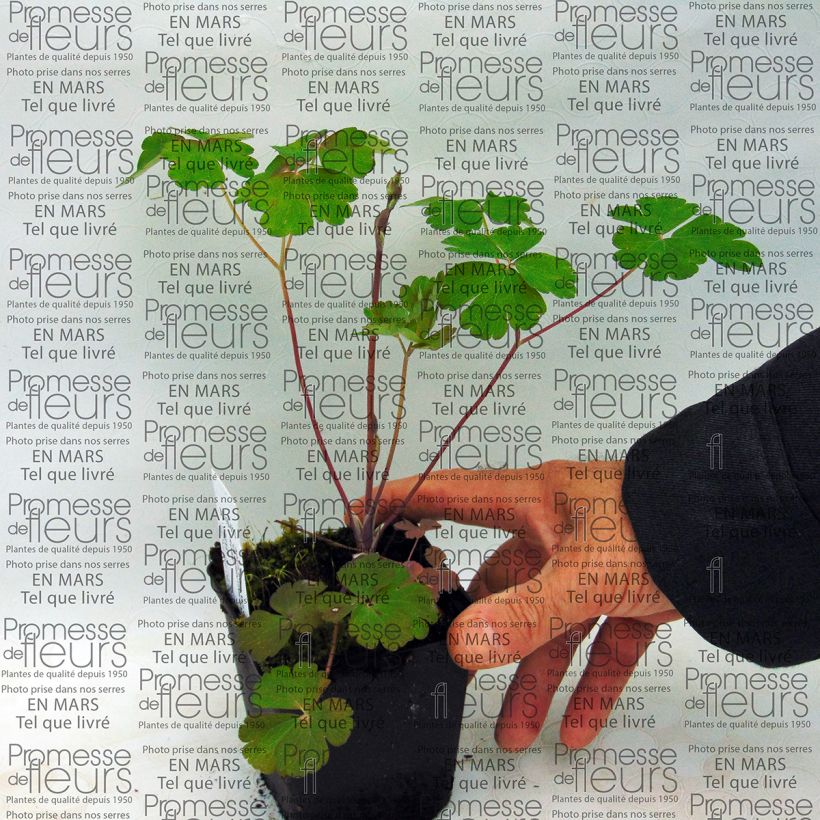 Exemple de spécimen de Ancolie Clementine Salmon Rose - Aquilegia vulgaris Godet de 8/9 cm tel que livré