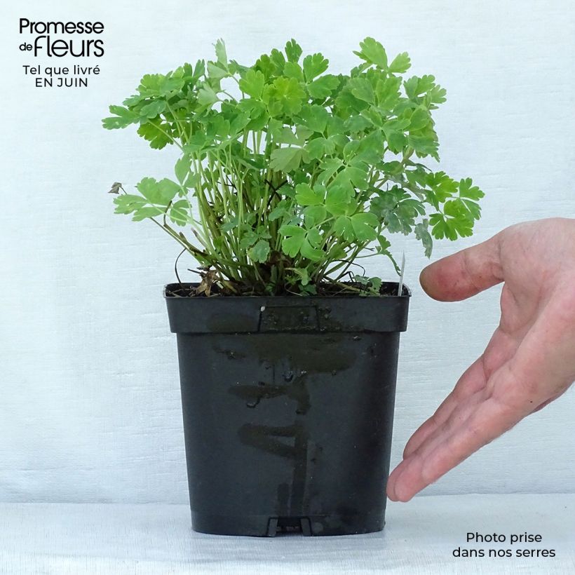 Spécimen de Ancolie Crimson Star (rouge et blanche) - Aquilegia vulgaris Pot de 2L/3L tel que livré en été