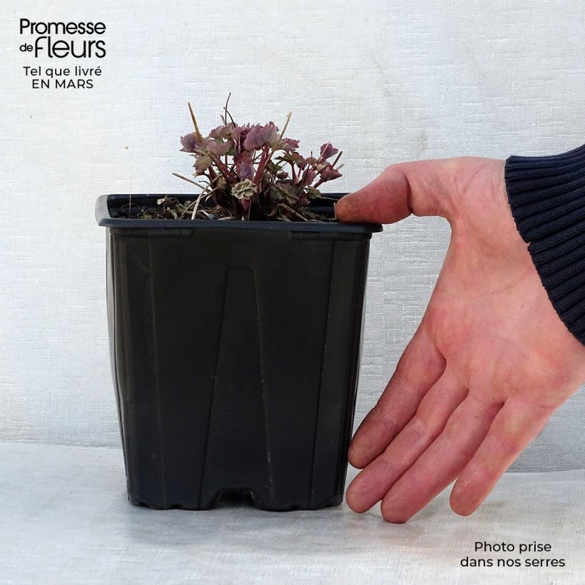 Spécimen de Ancolie Crimson Star (rouge et blanche) - Aquilegia vulgaris Pot de 2L/3L tel que livré au printemps