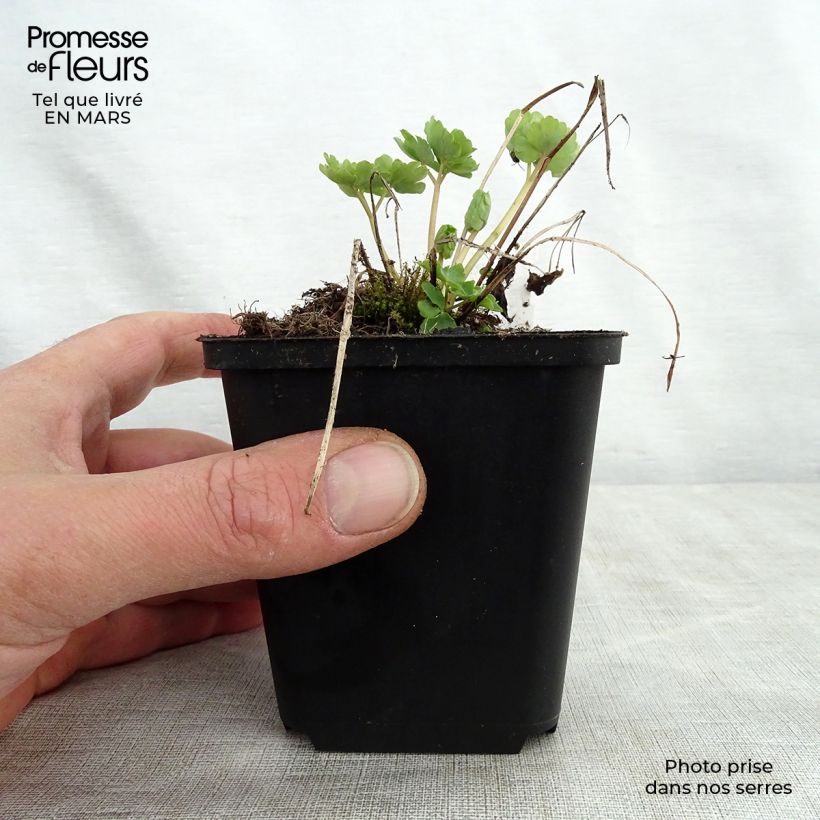 Example of Ancolie Green Apples - Aquilegia vulgaris Godet de 8/9 cm as you get in printemps