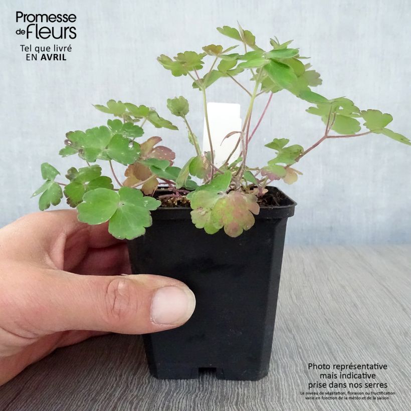 Spécimen de Ancolie Hybride Blue Barlow, Aquilegia Blue Barlow Godet de 8/9 cm tel que livré au printemps