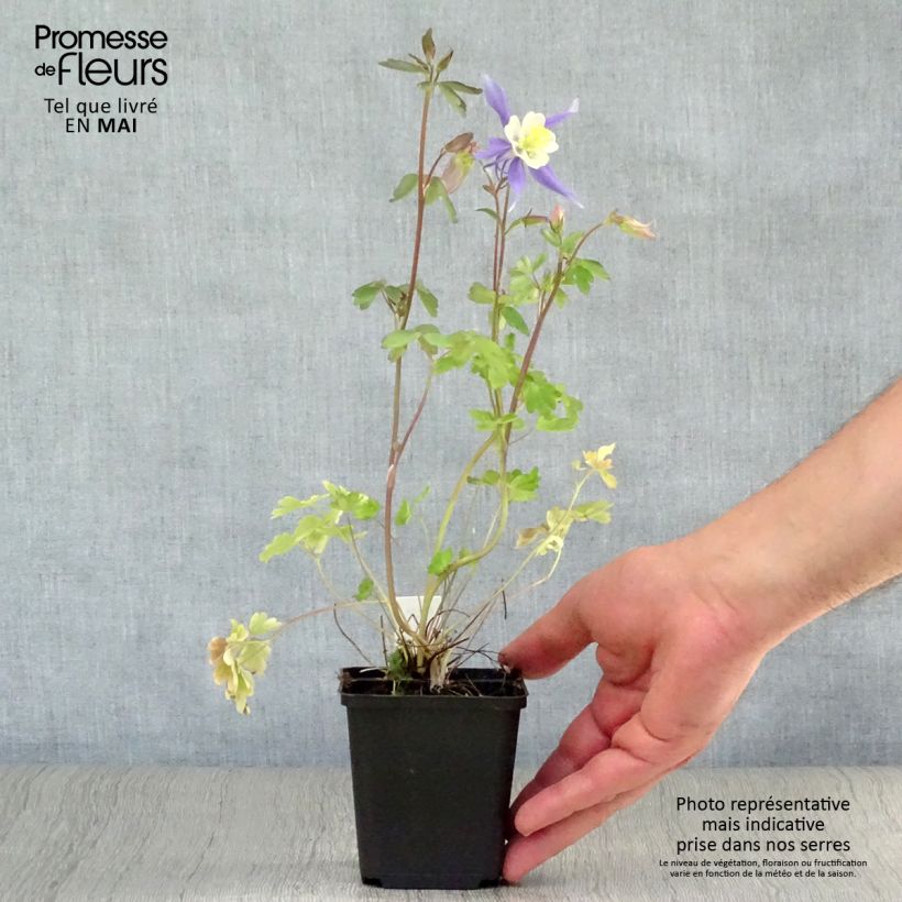 Example of Ancolie Mrs M. Nicholls - Aquilegia (x) hybrida Godet de 8/9 cm as you get in printemps