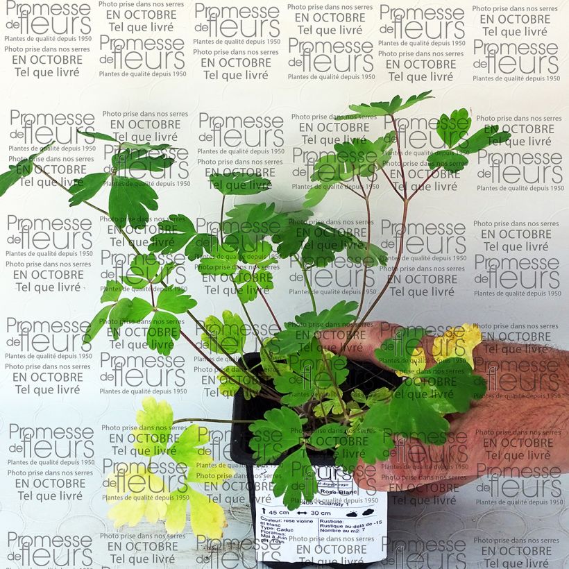 Example of Ancolie Musik Rose-Blanc Godet de 7/8 cm as you get