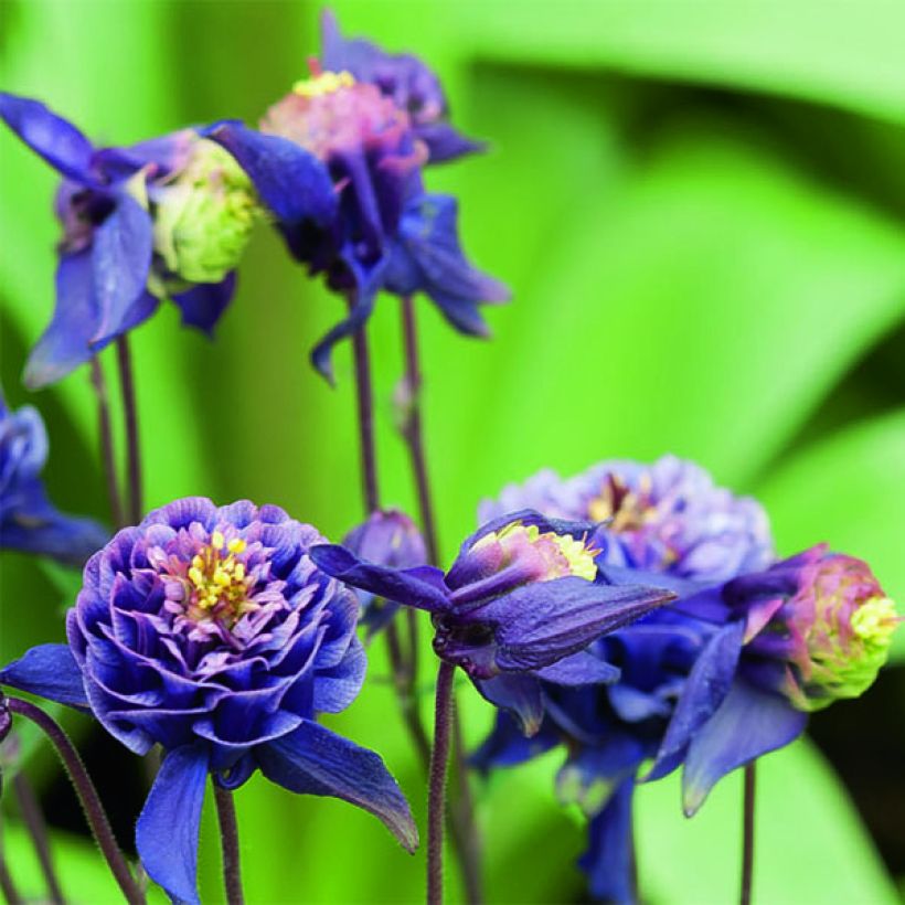 Ancolie Winky Double Dark Blue White - Aquilegia vulgaris (Flowering)
