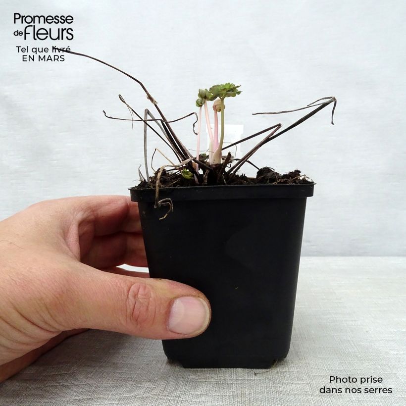 Example of Ancolie Winky Double Dark Blue White - Aquilegia vulgaris Godet de 8/9 cm as you get in printemps