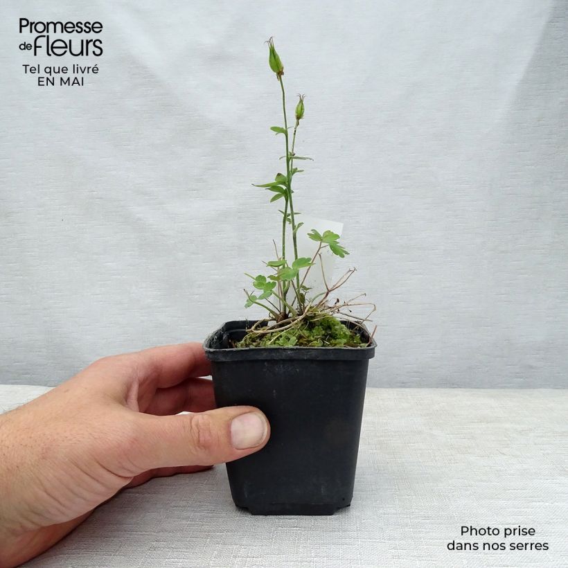 Spécimen de Ancolie Winky Double Red White - Aquilegia vulgaris. Godet de 8/9 cm tel que livré au printemps