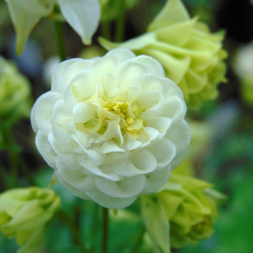 Ancolie Winky White and White - Aquilegia vulgaris (Flowering)