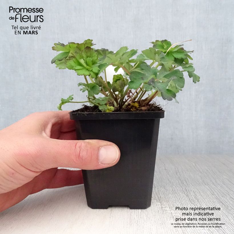 Example of Ancolie blanche, Aquilegia caerulea Snow queen Godet de 8/9 cm as you get in printemps