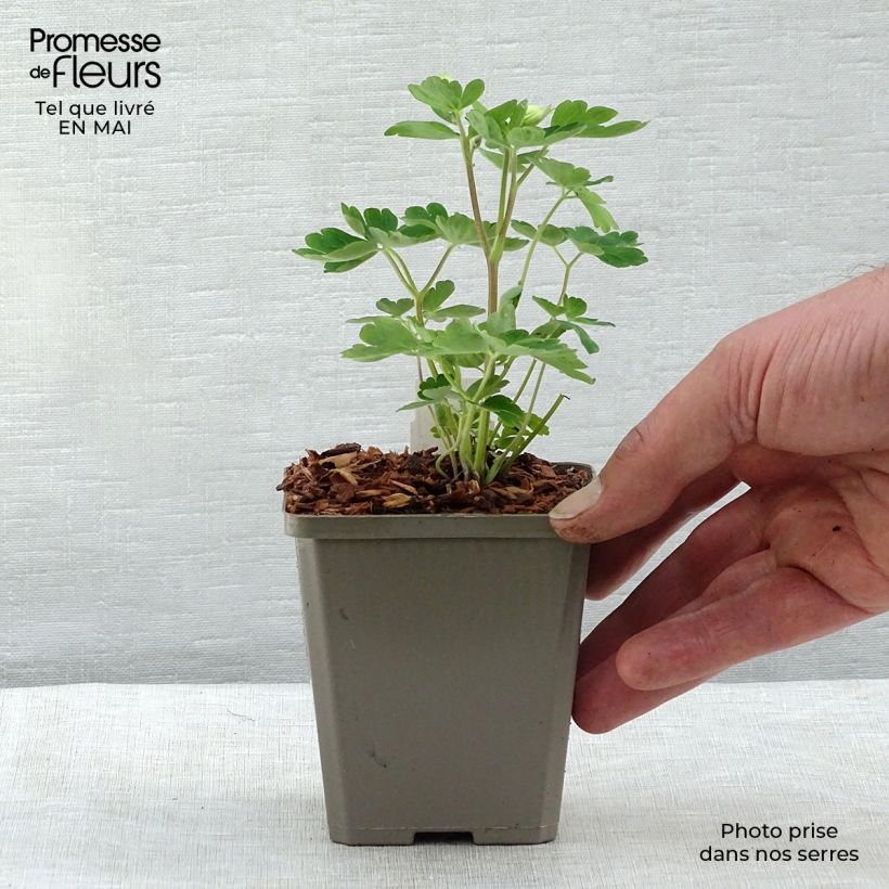 Example of Ancolie des Alpes (bleu vif) - Aquilegia alpina Godet de 8/9 cm as you get in printemps