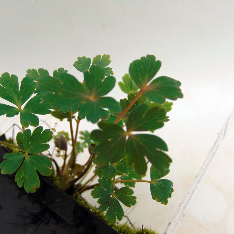 Ancolie du Canada, Aquilegia canadensis Little Lanterns (Foliage)