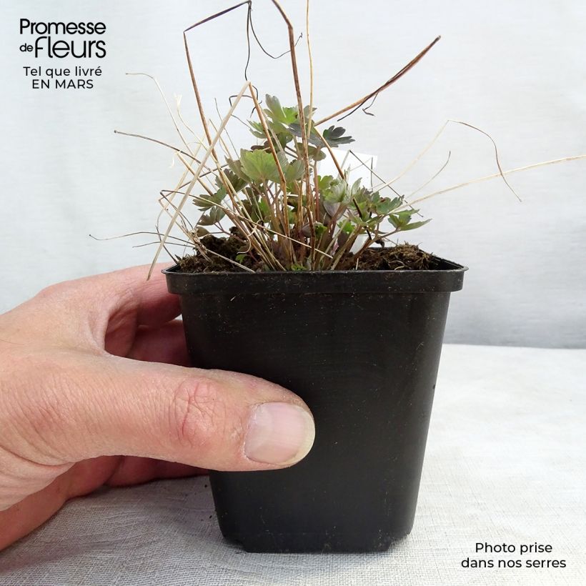 Example of Ancolie du Canada, Aquilegia canadensis Little Lanterns Godet de 8/9 cm as you get in printemps