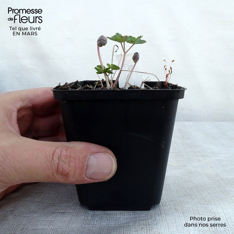 Spécimen de Ancolie hybride Rose Barlow - Aquilegia Godet de 8/9 cm tel que livré au printemps