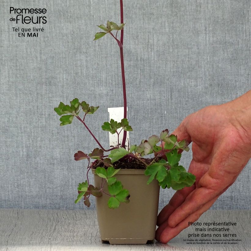 Example of Ancolie vulgaris Ruby Port Godet de 8/9 cm as you get in printemps