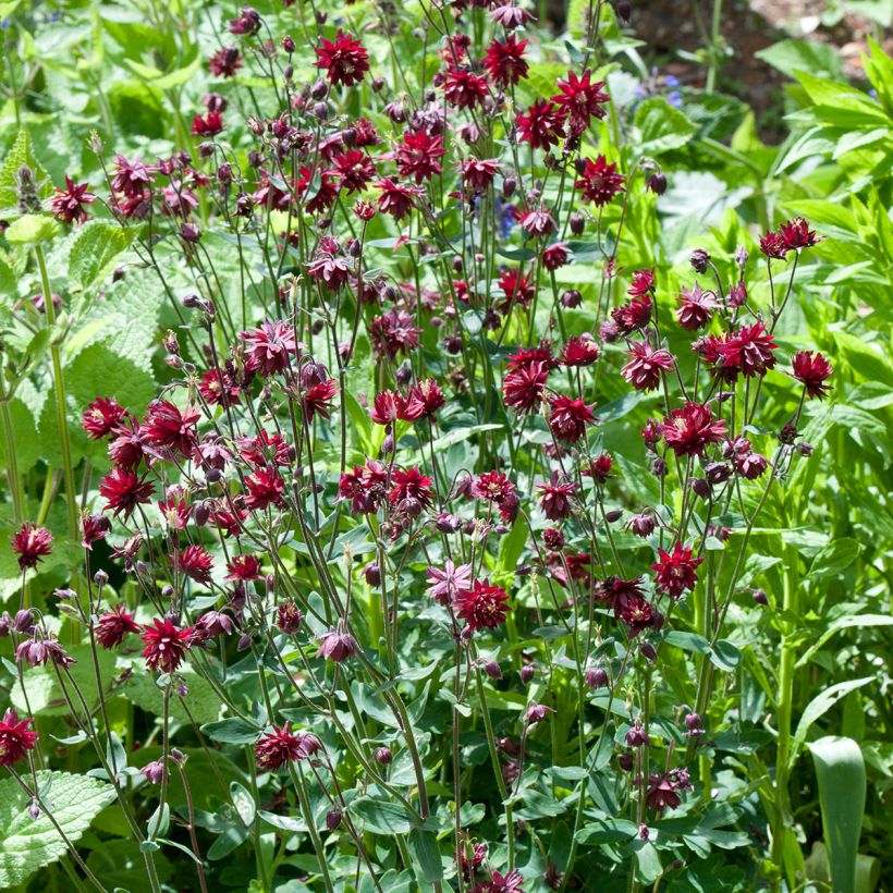 Ancolie vulgaris Ruby Port (Plant habit)