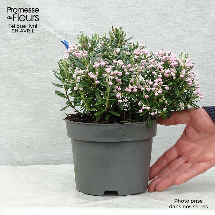 Spécimen de Andromède à feuilles de Polium - Andromeda polifolia Blue Ice Pot de 2L/3L tel que livré au printemps