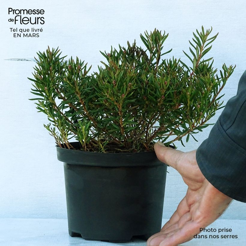 Example of Andromède à feuillles de Polium - Andromeda polifolia Nikko Pot de 2L/3L as you get in printemps