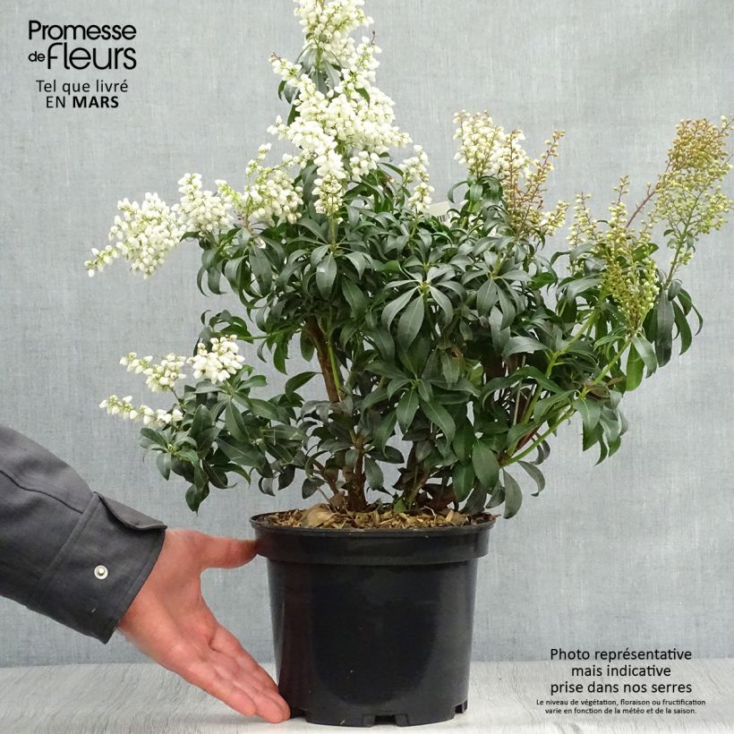Example of Andromède du Japon - Pieris Bonfire Pot de 3L/4L as you get in printemps