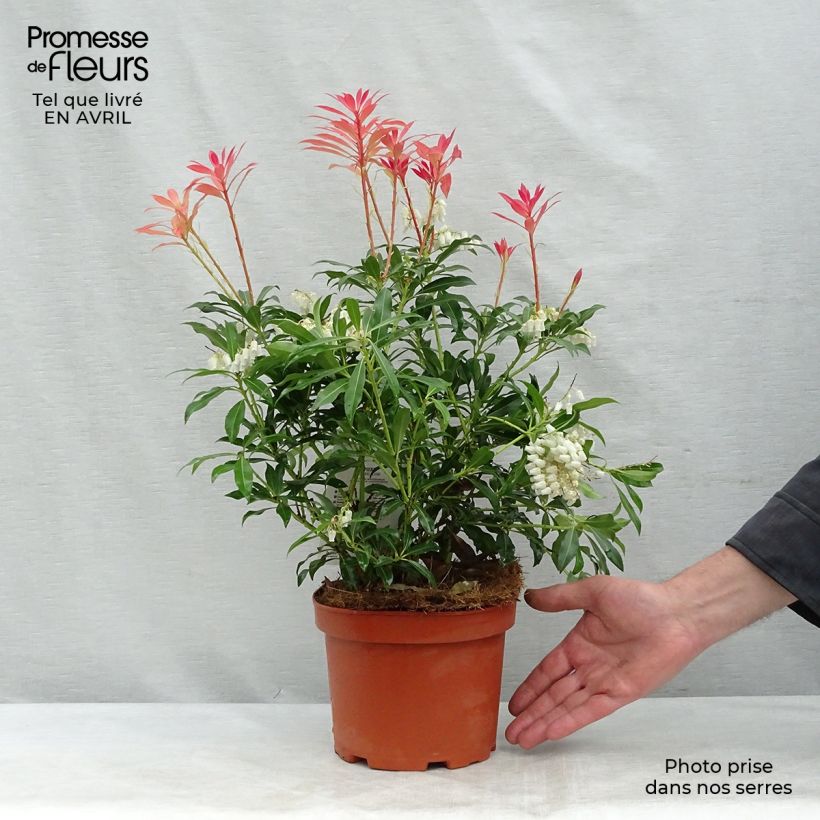 Example of Andromède du Japon - Pieris japonica Forest Flame Pot de 2L/3L as you get in printemps