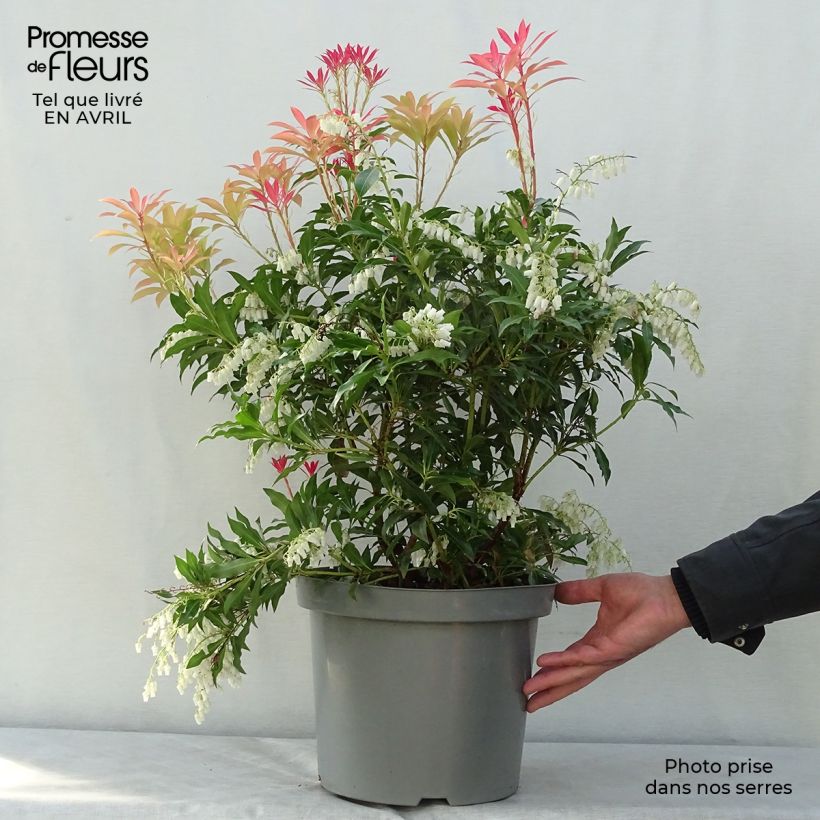 Example of Andromède du Japon - Pieris japonica Forest Flame Pot de 7,5L/10L as you get in printemps