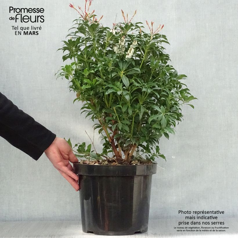 Example of Andromède du Japon - Pieris Japonica Mountain Fire Pot de 7,5L/10L as you get in printemps